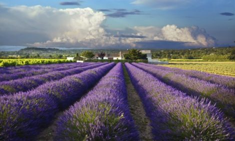 Прованские выходные с L’Occitane Terre de Lumière