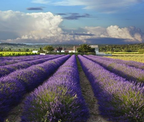 Прованские выходные с L’Occitane Terre de Lumière