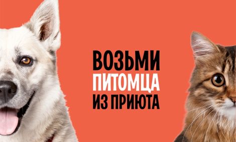 WOOF: животные из приютов ждут хозяев