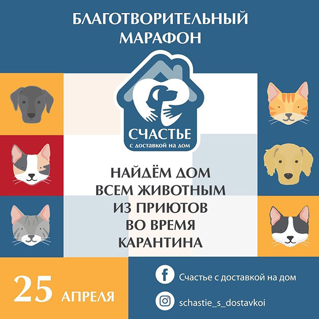 «Счастье с доставкой на дом»: найдите четвероногого друга во время карантина