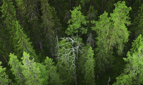 Видео дня: WWF сняла фильм об экспедиции в дикую тайгу в Архангельской области