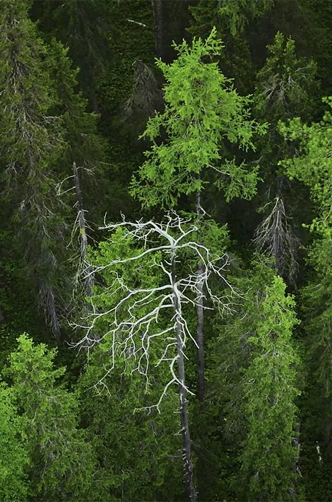 Видео дня: WWF сняла фильм об экспедиции в дикую тайгу в Архангельской области