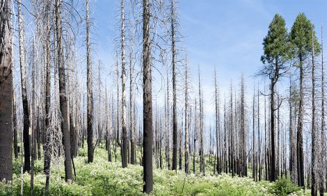 Eco Living: доклад ООН — большинство изменений климата необратимы