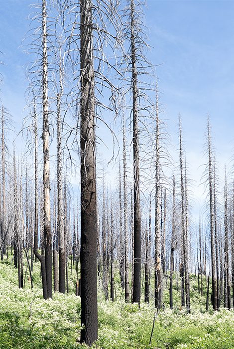 Eco Living: доклад ООН — большинство изменений климата необратимы