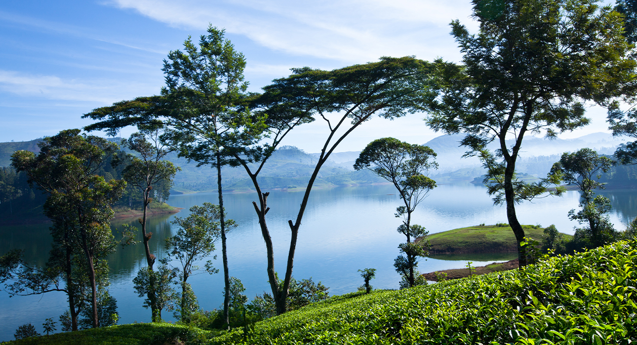 Ceylon Tea Trails