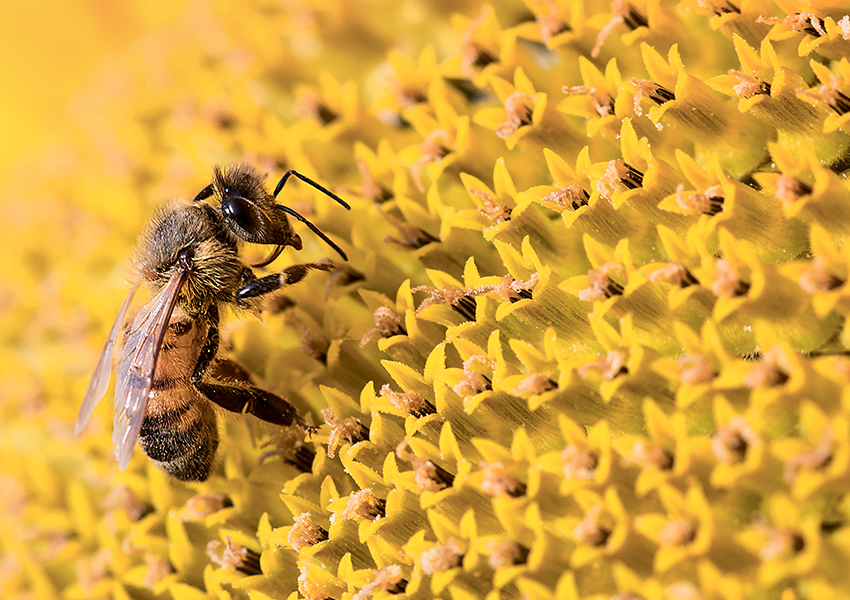 Eco Living: в честь Всемирного дня пчел Guerlain проводит акции в рамках программы Guerlain For Bees Conservation