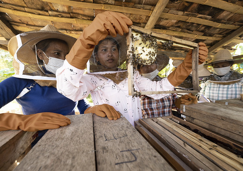 Eco Living: в честь Всемирного дня пчел Guerlain проводит акции в рамках программы Guerlain For Bees Conservation