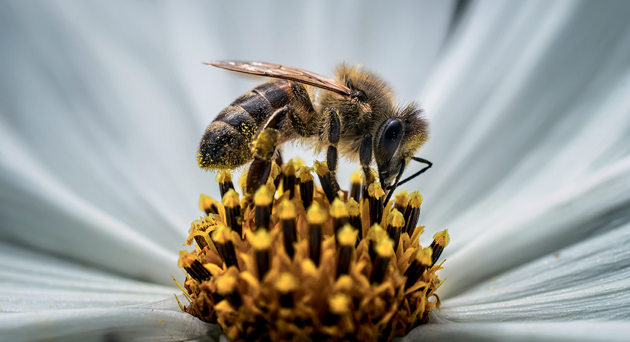 Eco Living: в честь Всемирного дня пчел Guerlain проводит акции в рамках программы Guerlain For Bees Conservation