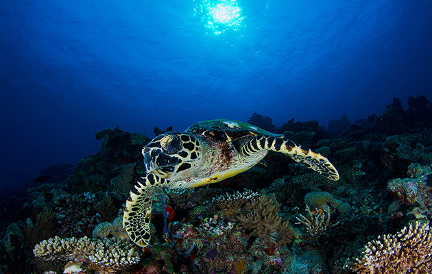 Vakkaru Maldives (Мальдивы)