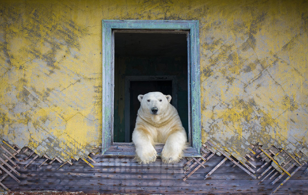 Дмитрий Кох. Полярная рама