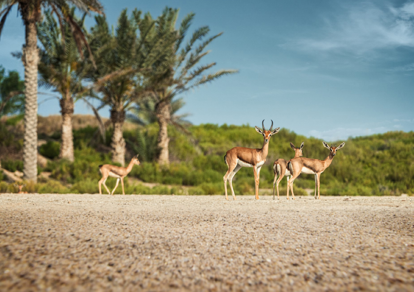 The St. Regis Saadiyat Island Resort