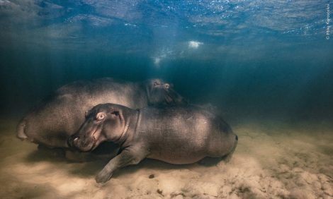 Российский фотограф Михаил Коростелев стал одним из&nbsp;победителей конкурса Wildlife Photographer of&nbsp;the Year