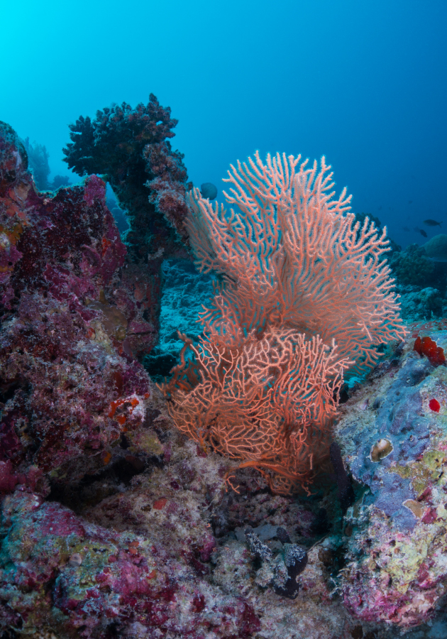 Milaidhoo Maldives (Мальдивы)