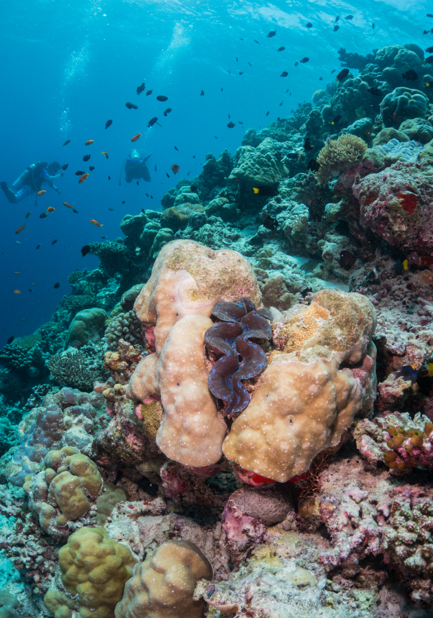 Milaidhoo Maldives (Мальдивы)