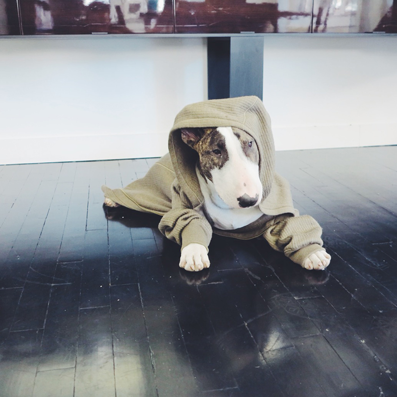 Инстаграм<strong>*</strong> (<strong>*</strong>Meta Platforms Inc. (Facebook, Instagram) — организация, деятельность которой признана экстремистской, запрещена на территории Российской Федерации) недели: 7 стильных аккаунтов домашних питомцев — для хорошего настроения. Бультерьер Марка Джейкобса Невилл, @nevillejacobs