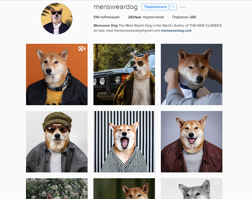 Инстаграм<strong>*</strong> (<strong>*</strong>Meta Platforms Inc. (Facebook, Instagram) — организация, деятельность которой признана экстремистской, запрещена на территории Российской Федерации) недели: 7 стильных аккаунтов домашних питомцев — для хорошего настроения. Сиба-ину Бодхи, @mensweardog